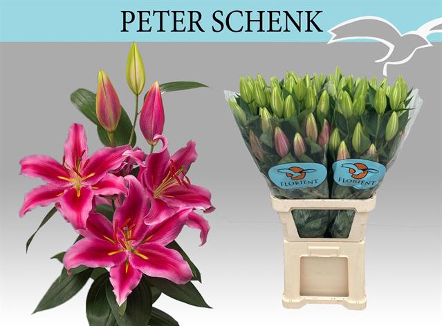 <h4>Lilium or peter schenk</h4>