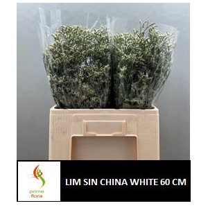 LIM SIN CHINA WHITE