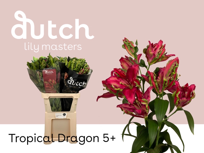 <h4>Lilium or tropical dragon</h4>