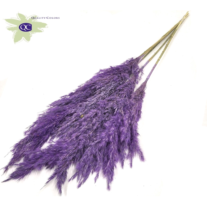 <h4>Pampas Grass 100cm 5stems per bunch Frosted Purple</h4>