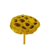 Lotus 5-7cm on stem Covered Yellow