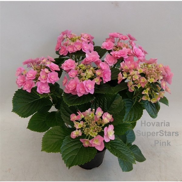 <h4>Hydrangea Hovaria SuperStars Pink</h4>