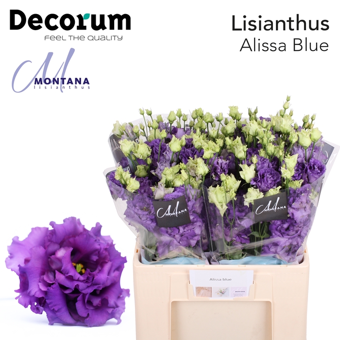<h4>Lisianthus Alissa blue 60cm</h4>