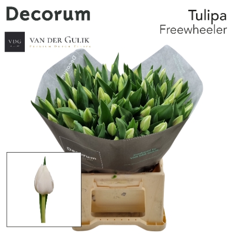 <h4>Tulipa si freewheeler</h4>