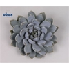 Pachyveria grey crown cutflower wincx-12cm