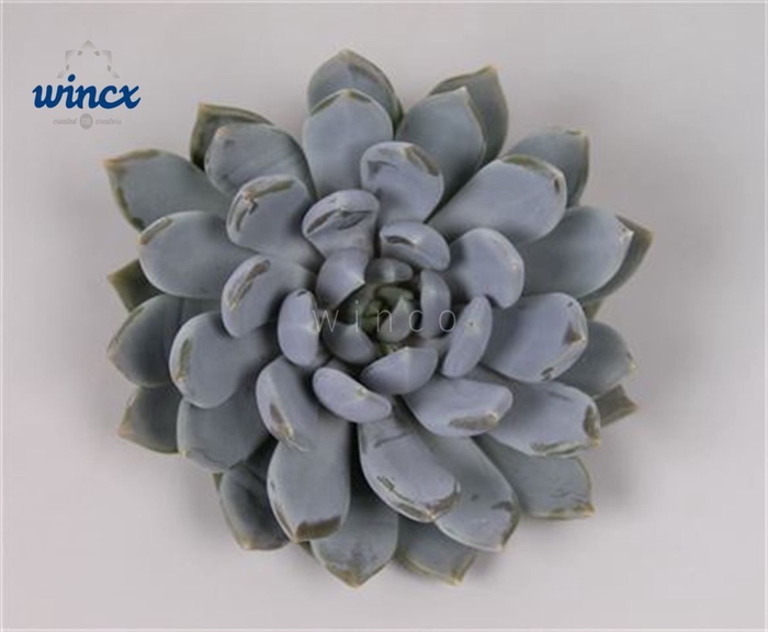 <h4>Pachyveria grey crown cutflower wincx-12cm</h4>