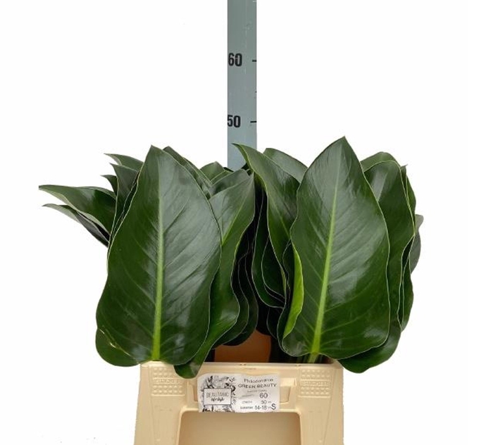 <h4>PHILODENDRON  'GREEN BEAUTY'</h4>