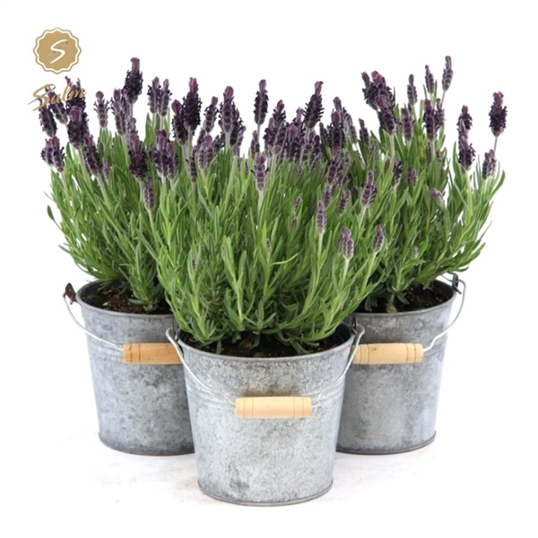 <h4>Lavandula st. 'Anouk'® Collection P12 in Zinc Old-Look</h4>