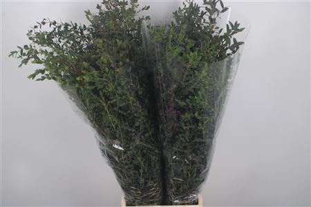<h4>Euc Parvifolia Per Bunch 300 Gram</h4>