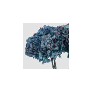 Hydrangea / Hortensia Nat.Blue / Burgundy HRT/2680