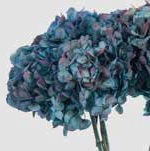Hydrangea / Hortensia Nat.Blue / Burgundy HRT/2680