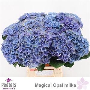 Hydr M Mag Opal Milka 60cm