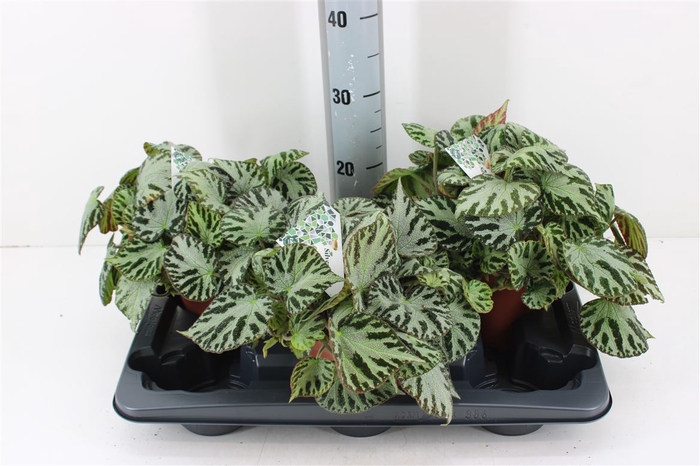 Begonia Silver Jewell P15