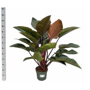 Philodendron Red Beauty 27Ø 110cm