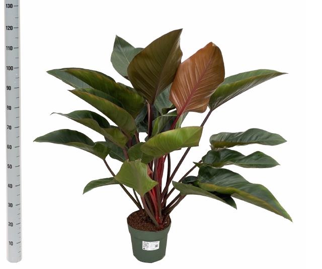 Philodendron Red Beauty 27Ø 110cm