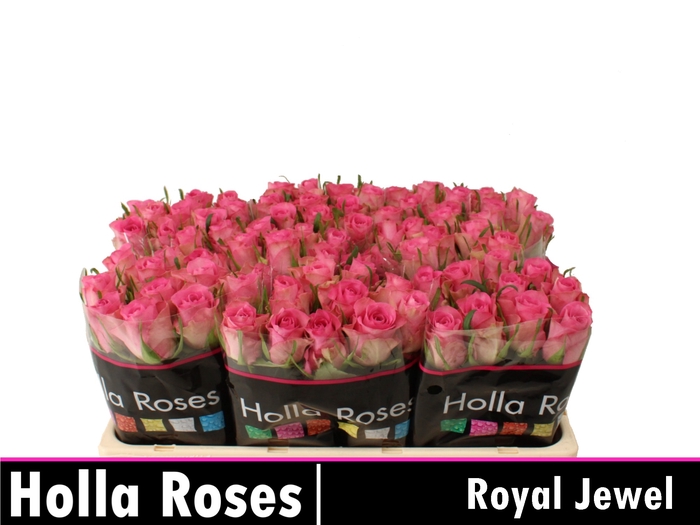 <h4>Rosa la royal jewel</h4>