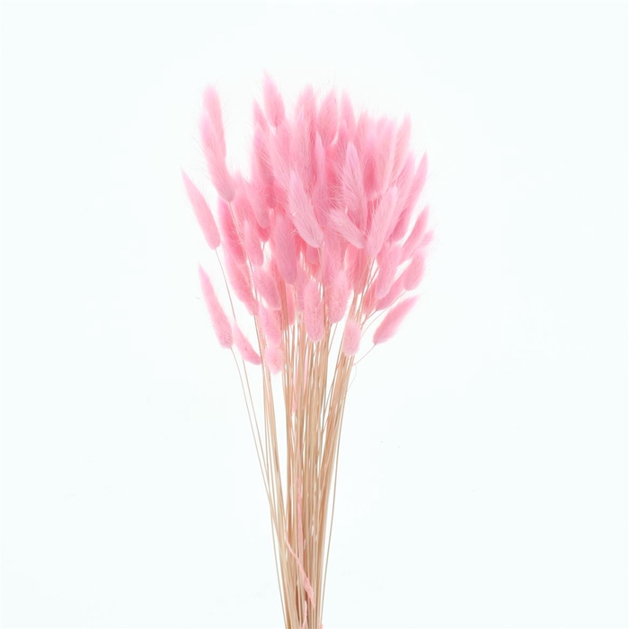 <h4>Dried Lagurus Bleached Light Pink Bs</h4>