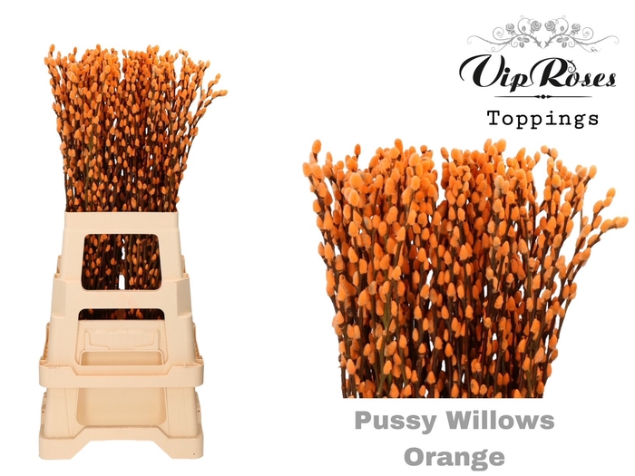 <h4>Salix Pussy Willow Orange</h4>