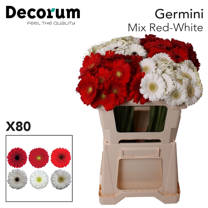 <h4>Germini Mix Rood  Wit Water</h4>