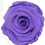 <h4>Rose glamorous lavender pres.</h4>