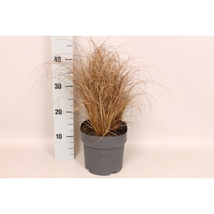 vaste planten 19 cm  Carex Bronzola
