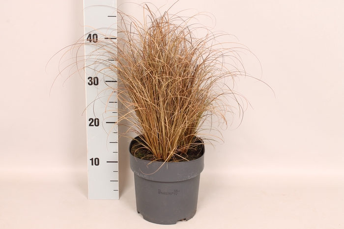 vaste planten 19 cm  Carex Bronzola
