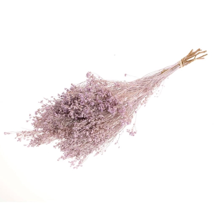 <h4>Broom bloom bunch lilac misty</h4>