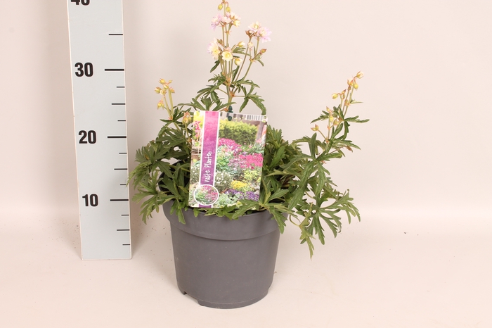 vaste planten 19 cm  Geranium 'prat Summer Skies' Double Flowers