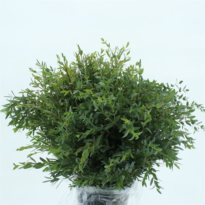 <h4>Euca Parvifolia 200 Gram</h4>
