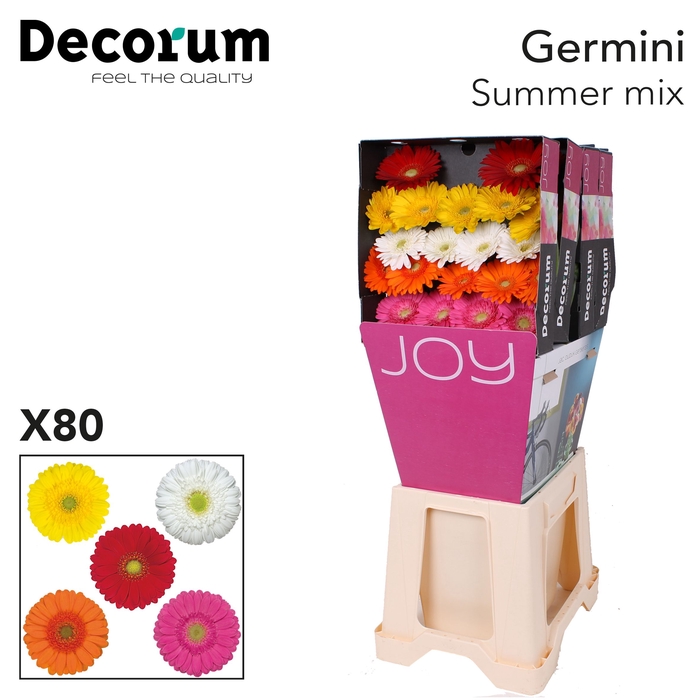 <h4>Germini Mix Summer Diamond</h4>