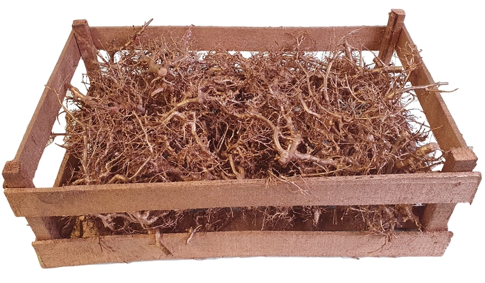 Bonsai branches in box Copper