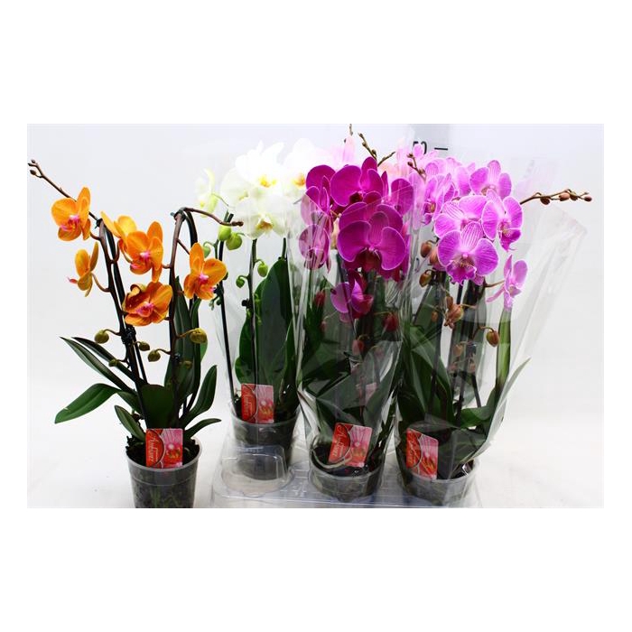 <h4>Phalaenopsis Elegans Cascade 12Ø 44cm 2st 16fl</h4>