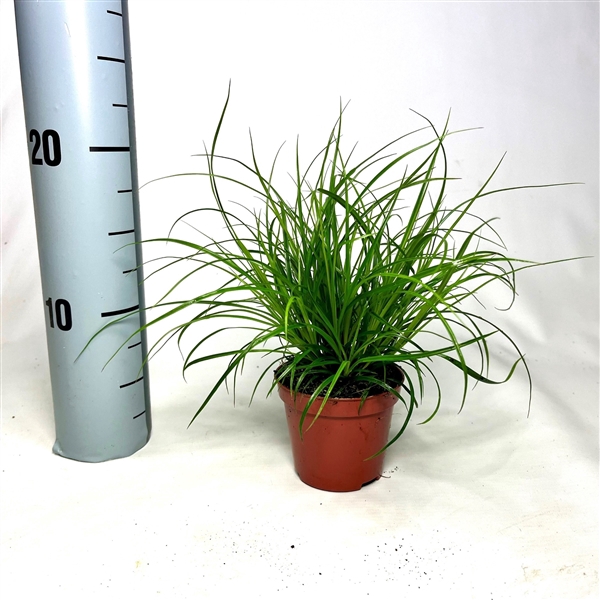 <h4>Carex brunnea p8</h4>