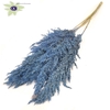Pampas grass 100cm 5stems per bunch frosted blue