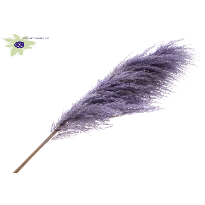 <h4>Pampas Grass ± 175cm p/pc in poly Milka</h4>