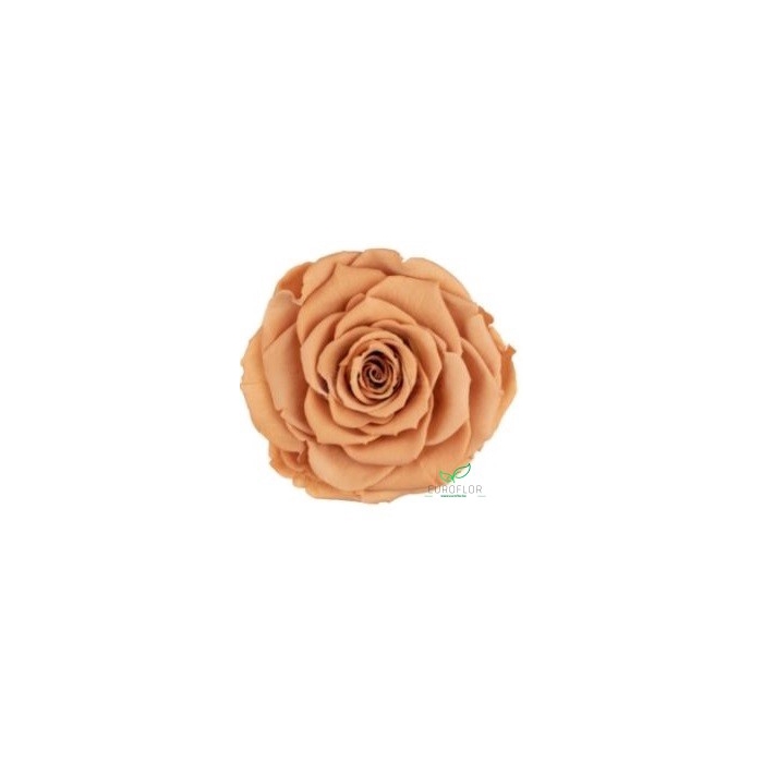 <h4>PRESERVED ROSES XL TOFF-01</h4>