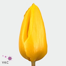 <h4>Tulipa si yellow flight</h4>