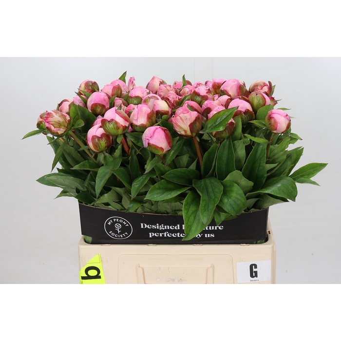 <h4>Paeonia Gardenia Promo</h4>