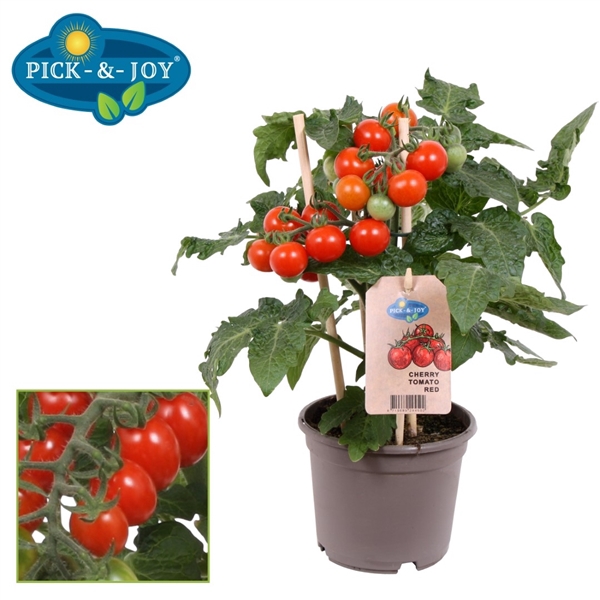 <h4>PICK-&-JOY® Cherry Tomato Red 12CM</h4>
