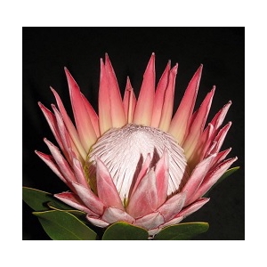 Protea Cynaroides Pink
