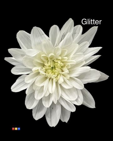 <h4>Chr T Baltica White + Glit Bio</h4>