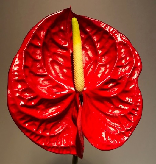 Anthurium Eterno Red Large