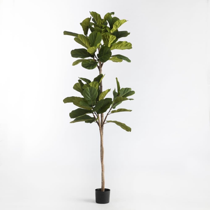 <h4>Af Ficus In Pot H190cm Green</h4>