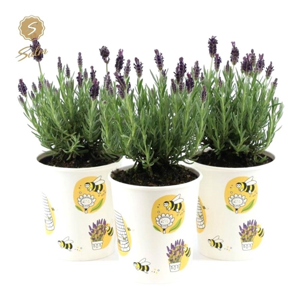 <h4>Lavandula st. 'Anouk'® Collection P12 in Cup Bee</h4>