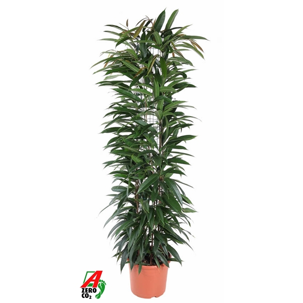 Ficus Alii King zuil P29 (NO GAP)