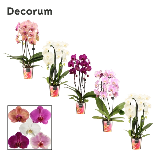 <h4>Phalaenopsis cascade 2 tak mix (Decorum)</h4>