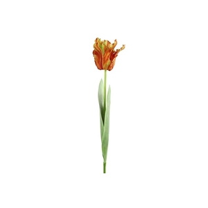 Af Tulipa H69cm Orange