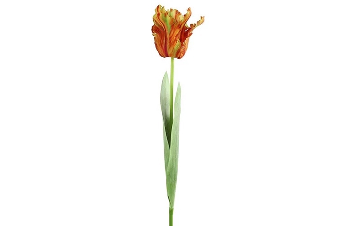 Af Tulipa H69cm Orange