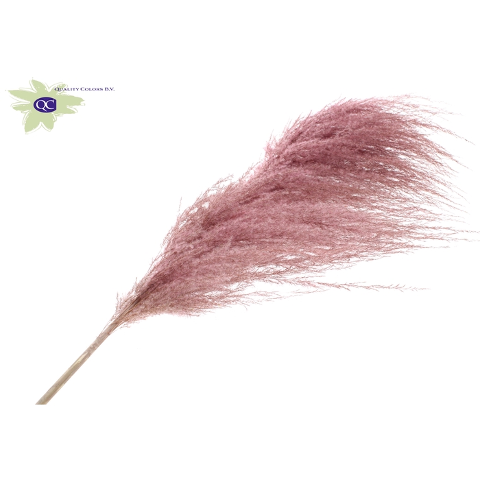 <h4>Pampas Grass ± 175cm p/pc in poly Light Pink</h4>