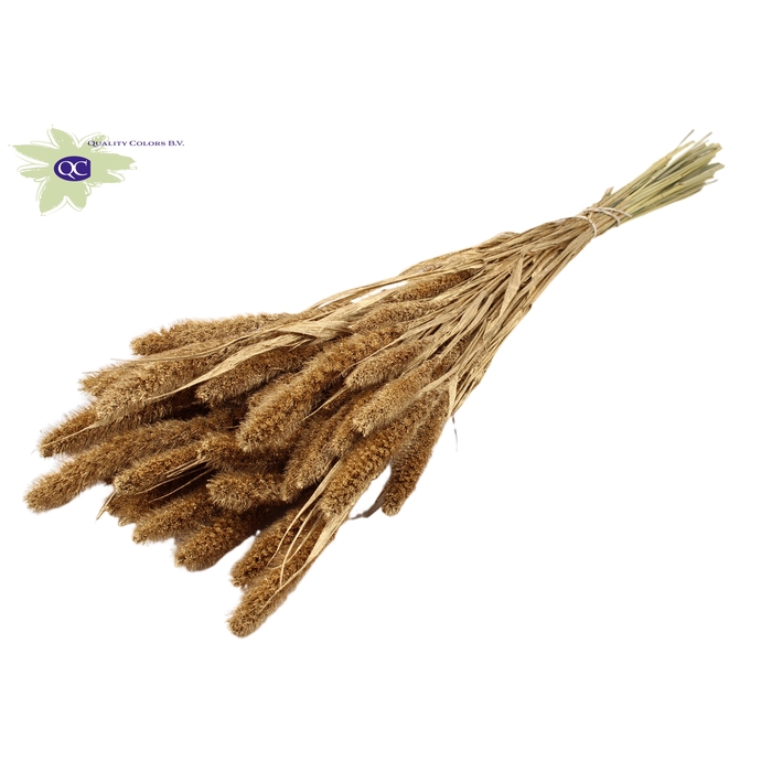 <h4>Setaria per bunch Antique Gold</h4>